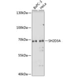 Western Blot - Anti-SH2D3A Antibody (A90773) - Antibodies.com