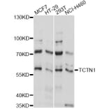 Western Blot - Anti-TCTN1 Antibody (A14928) - Antibodies.com