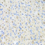 Immunohistochemistry - Anti-PRKAG2 Antibody (A14280) - Antibodies.com