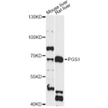 Western Blot - Anti-PGS1 Antibody (A14308) - Antibodies.com