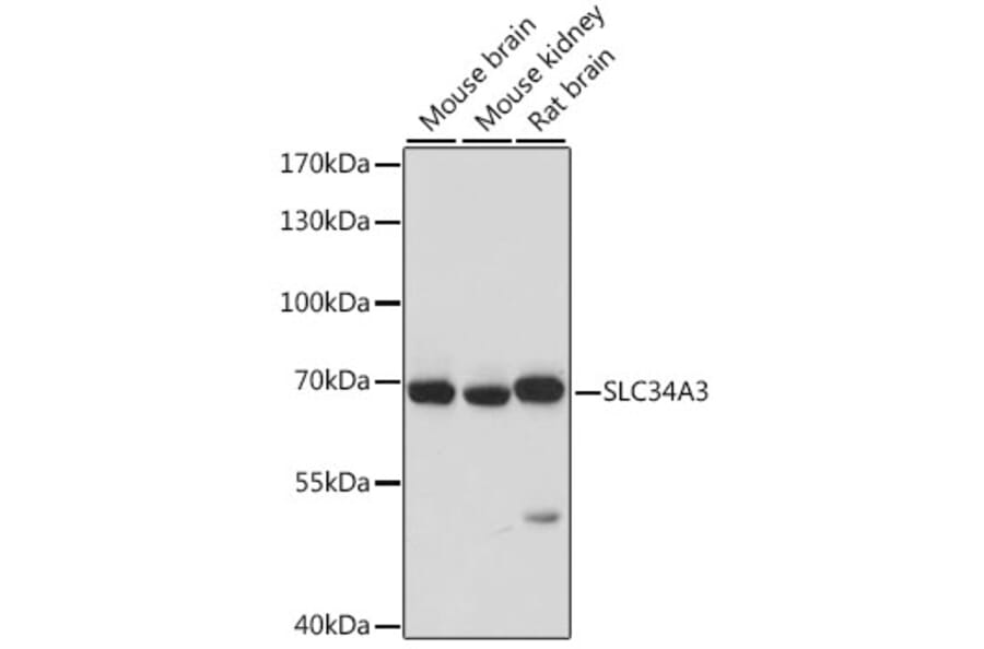 Western Blot - Anti-SLC34A3 Antibody (A90779) - Antibodies.com