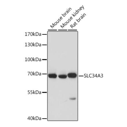 Western Blot - Anti-SLC34A3 Antibody (A90779) - Antibodies.com