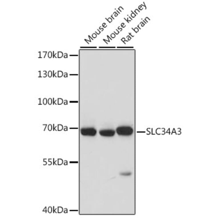 Western Blot - Anti-SLC34A3 Antibody (A90779) - Antibodies.com