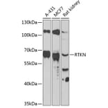 Western Blot - Anti-RTKN Antibody (A90781) - Antibodies.com