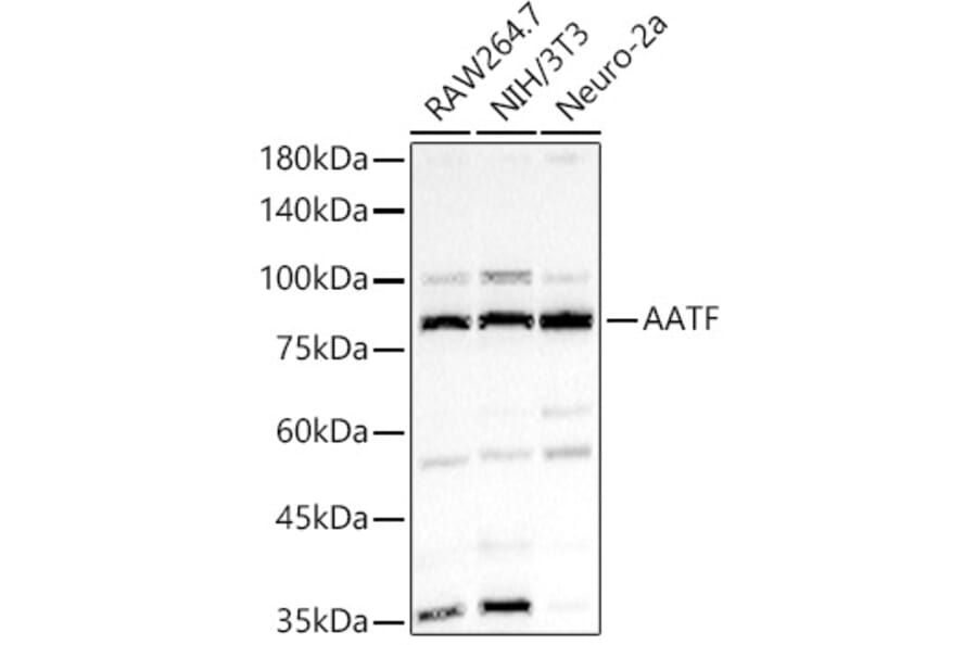 Western Blot - Anti-AATF/DED Antibody (A90782) - Antibodies.com