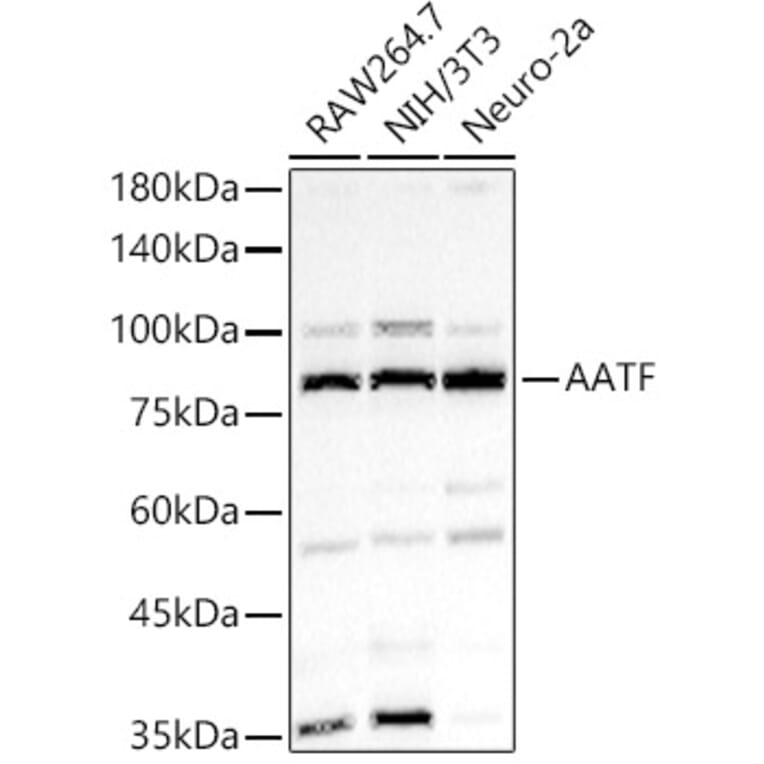 Western Blot - Anti-AATF/DED Antibody (A90782) - Antibodies.com