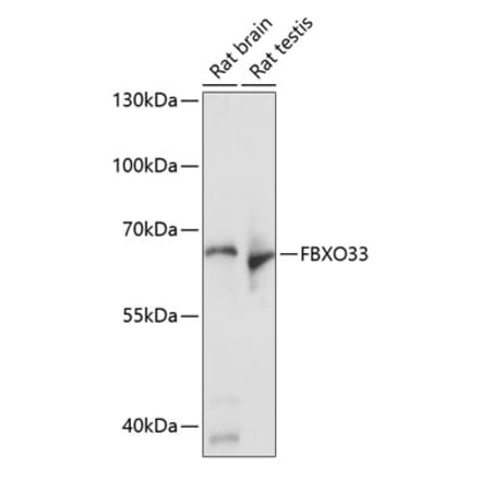 Western Blot - Anti-FBXO33 Antibody (A90784) - Antibodies.com