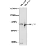 Western Blot - Anti-FBXO33 Antibody (A90784) - Antibodies.com
