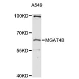 Western Blot - Anti-MGAT4B Antibody (A12810) - Antibodies.com