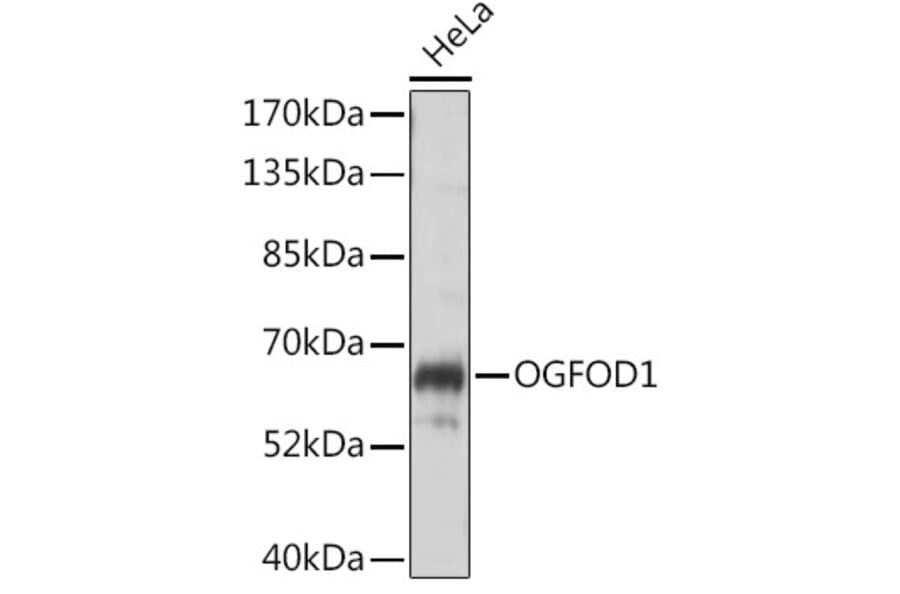 Western Blot - Anti-OGFOD1 Antibody (A90788) - Antibodies.com