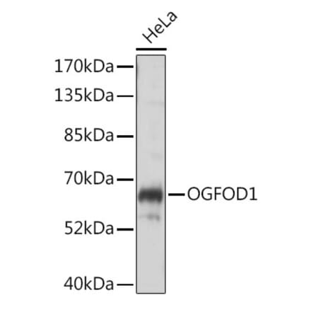 Western Blot - Anti-OGFOD1 Antibody (A90788) - Antibodies.com