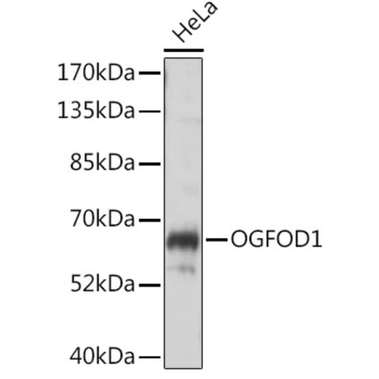 Western Blot - Anti-OGFOD1 Antibody (A90788) - Antibodies.com