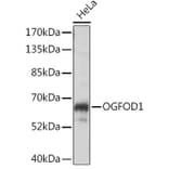 Western Blot - Anti-OGFOD1 Antibody (A90788) - Antibodies.com