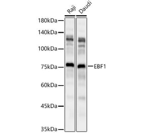 Western Blot - Anti-EBF1 Antibody (A90789) - Antibodies.com