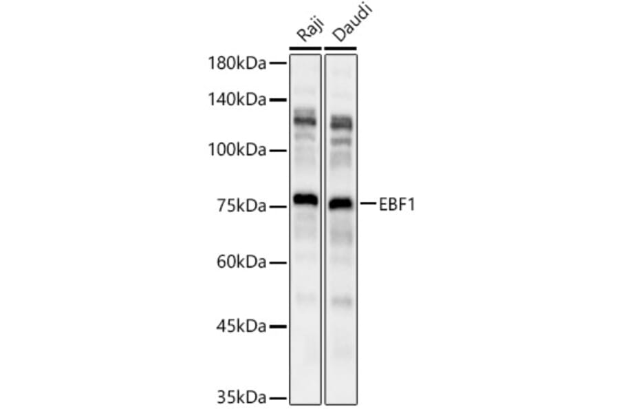 Western Blot - Anti-EBF1 Antibody (A90789) - Antibodies.com