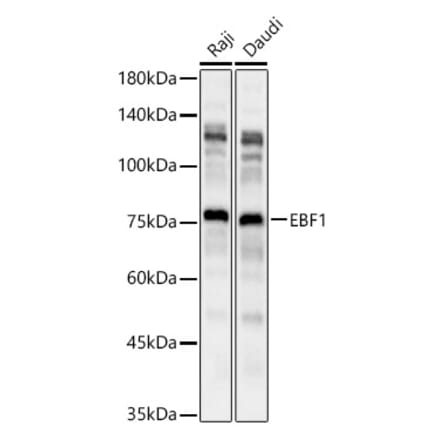 Western Blot - Anti-EBF1 Antibody (A90789) - Antibodies.com