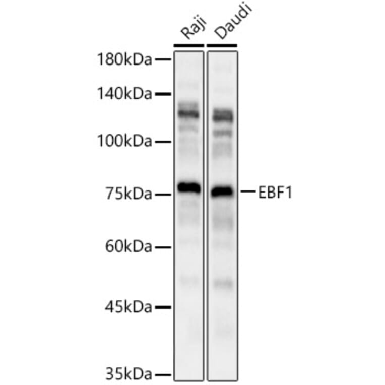 Western Blot - Anti-EBF1 Antibody (A90789) - Antibodies.com