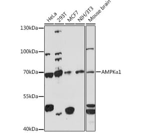 Western Blot - Anti-AMPK alpha 1 Antibody (A90790) - Antibodies.com