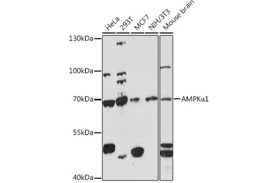 Western Blot - Anti-AMPK alpha 1 Antibody (A90790) - Antibodies.com