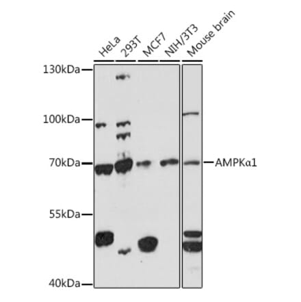 Western Blot - Anti-AMPK alpha 1 Antibody (A90790) - Antibodies.com