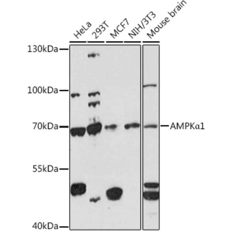 Western Blot - Anti-AMPK alpha 1 Antibody (A90790) - Antibodies.com