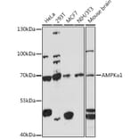 Western Blot - Anti-AMPK alpha 1 Antibody (A90790) - Antibodies.com
