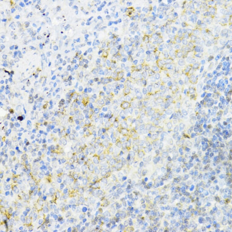 Immunohistochemistry - Anti-AMPK alpha 1 Antibody (A90790) - Antibodies.com
