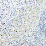 Immunohistochemistry - Anti-AMPK alpha 1 Antibody (A90790) - Antibodies.com
