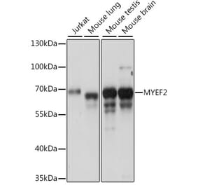 Western Blot - Anti-Myelin expression factor 2 Antibody (A90792) - Antibodies.com