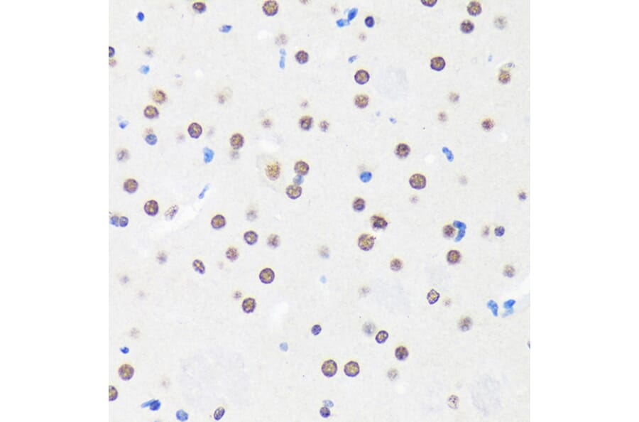 Immunohistochemistry - Anti-Myelin expression factor 2 Antibody (A90792) - Antibodies.com