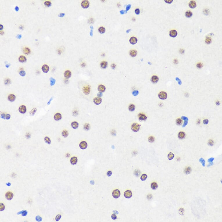 Immunohistochemistry - Anti-Myelin expression factor 2 Antibody (A90792) - Antibodies.com