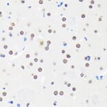 Immunohistochemistry - Anti-Myelin expression factor 2 Antibody (A90792) - Antibodies.com