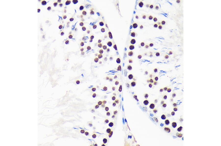 Immunohistochemistry - Anti-Myelin expression factor 2 Antibody (A90792) - Antibodies.com
