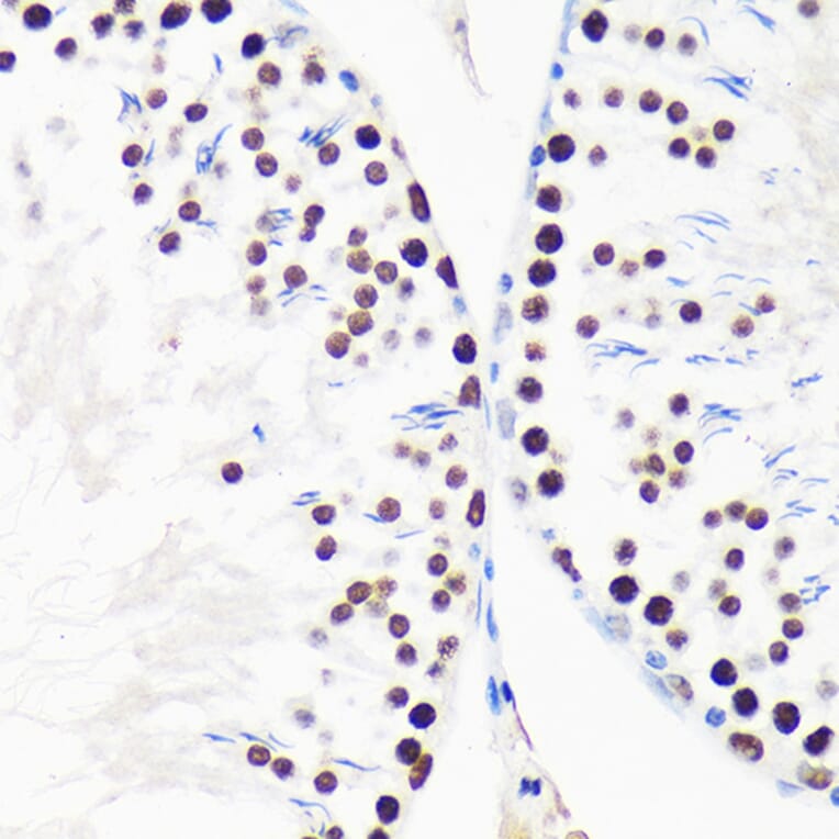 Immunohistochemistry - Anti-Myelin expression factor 2 Antibody (A90792) - Antibodies.com