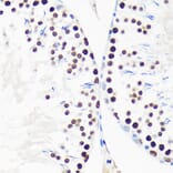 Immunohistochemistry - Anti-Myelin expression factor 2 Antibody (A90792) - Antibodies.com