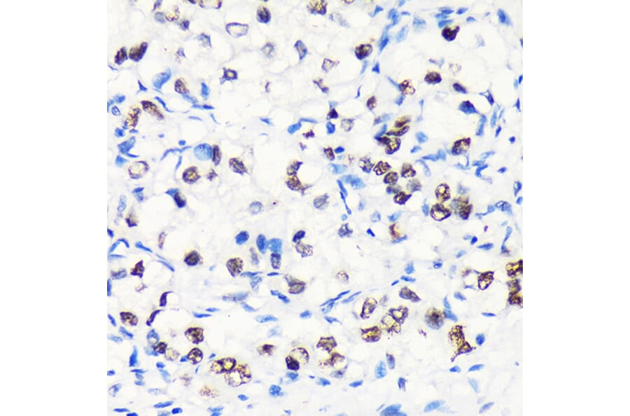 Immunohistochemistry - Anti-Myelin expression factor 2 Antibody (A90792) - Antibodies.com