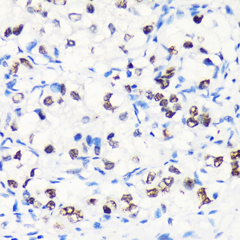 Immunohistochemistry - Anti-Myelin expression factor 2 Antibody (A90792) - Antibodies.com