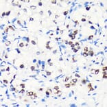 Immunohistochemistry - Anti-Myelin expression factor 2 Antibody (A90792) - Antibodies.com