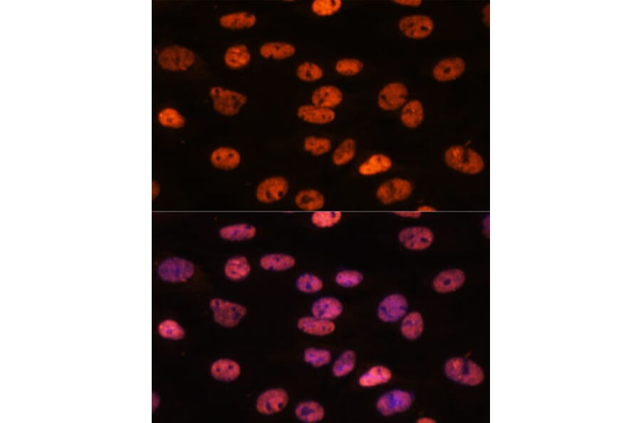 Immunofluorescence - Anti-Myelin expression factor 2 Antibody (A90792) - Antibodies.com