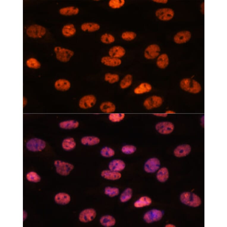 Immunofluorescence - Anti-Myelin expression factor 2 Antibody (A90792) - Antibodies.com