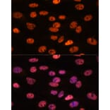 Immunofluorescence - Anti-Myelin expression factor 2 Antibody (A90792) - Antibodies.com