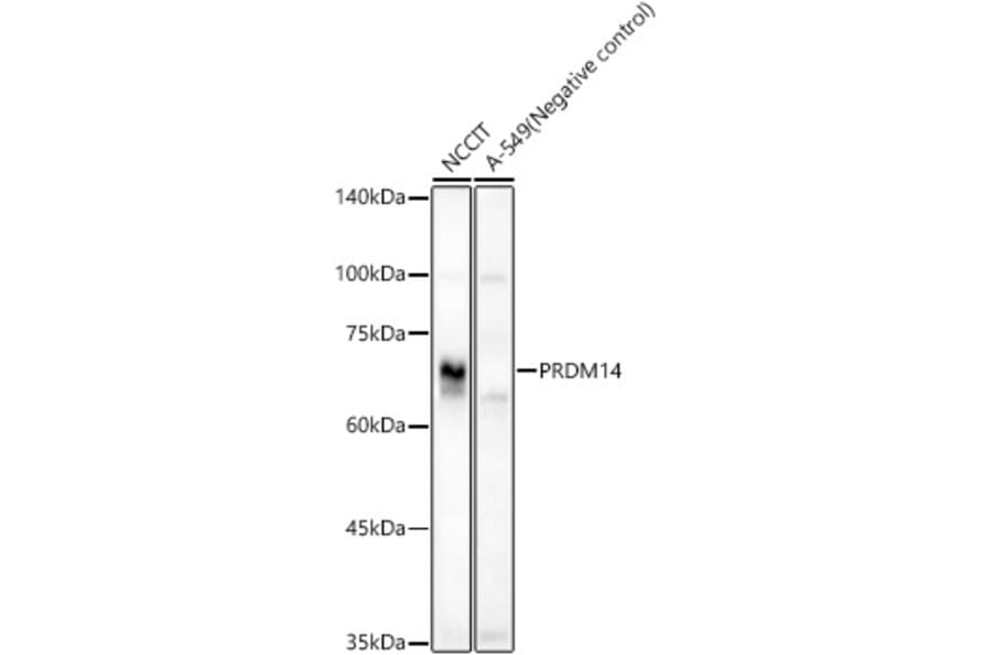 Western Blot - Anti-PRDM14 Antibody (A90794) - Antibodies.com