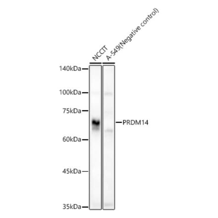Western Blot - Anti-PRDM14 Antibody (A90794) - Antibodies.com