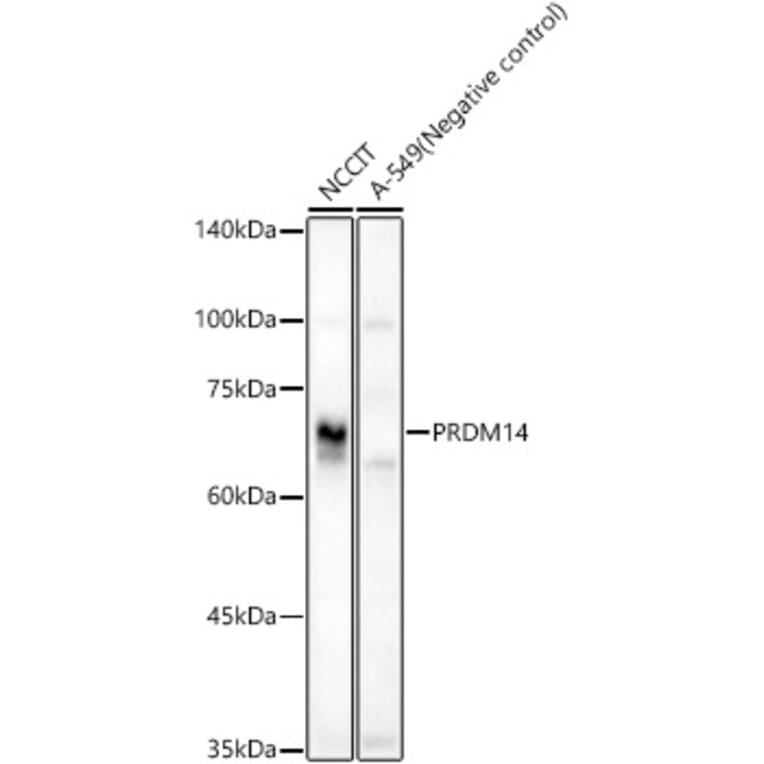 Western Blot - Anti-PRDM14 Antibody (A90794) - Antibodies.com