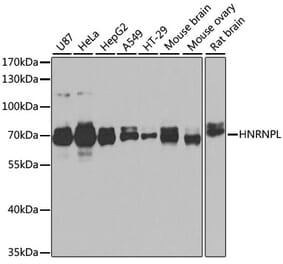 Western Blot - Anti-hnRNP L Antibody (A90797) - Antibodies.com