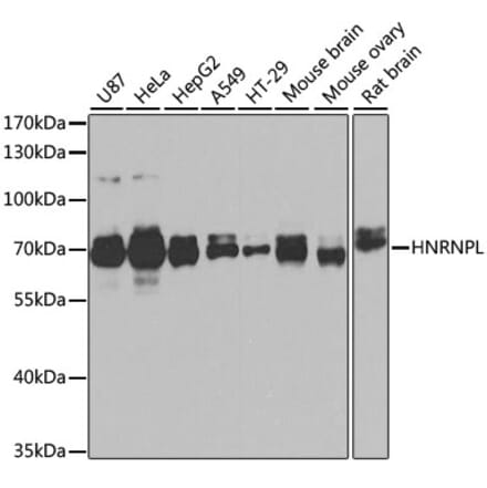 Western Blot - Anti-hnRNP L Antibody (A90797) - Antibodies.com