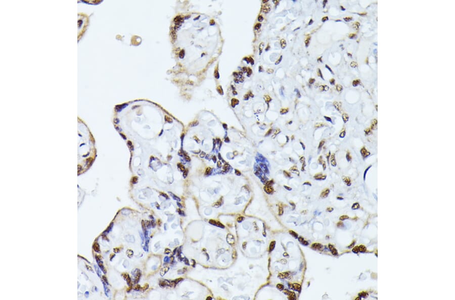 Immunohistochemistry - Anti-hnRNP L Antibody (A90797) - Antibodies.com