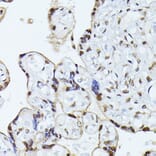 Immunohistochemistry - Anti-hnRNP L Antibody (A90797) - Antibodies.com