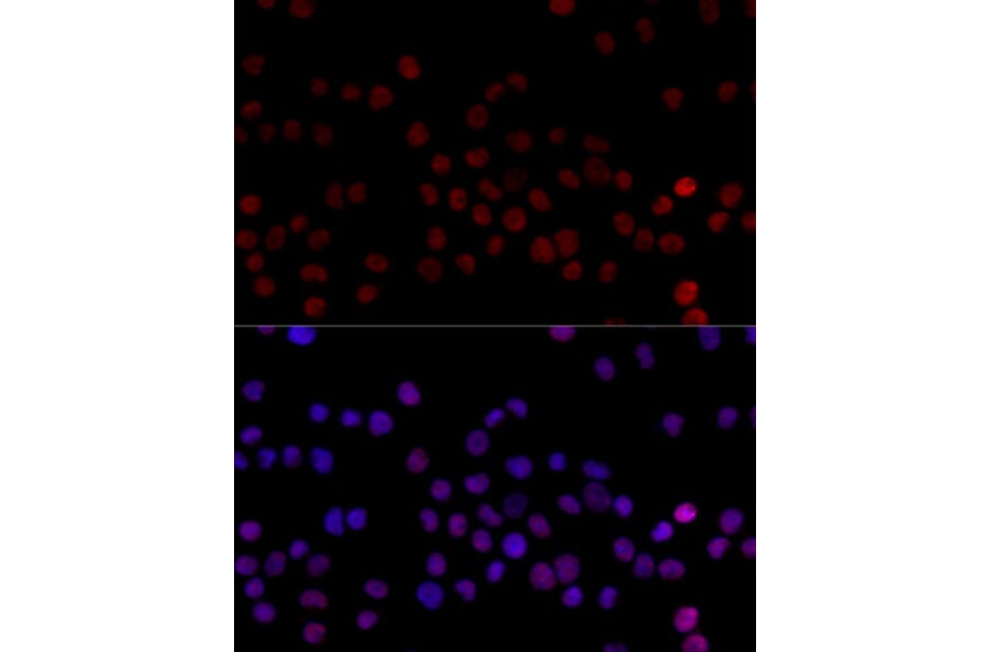 Immunofluorescence - Anti-hnRNP L Antibody (A90797) - Antibodies.com