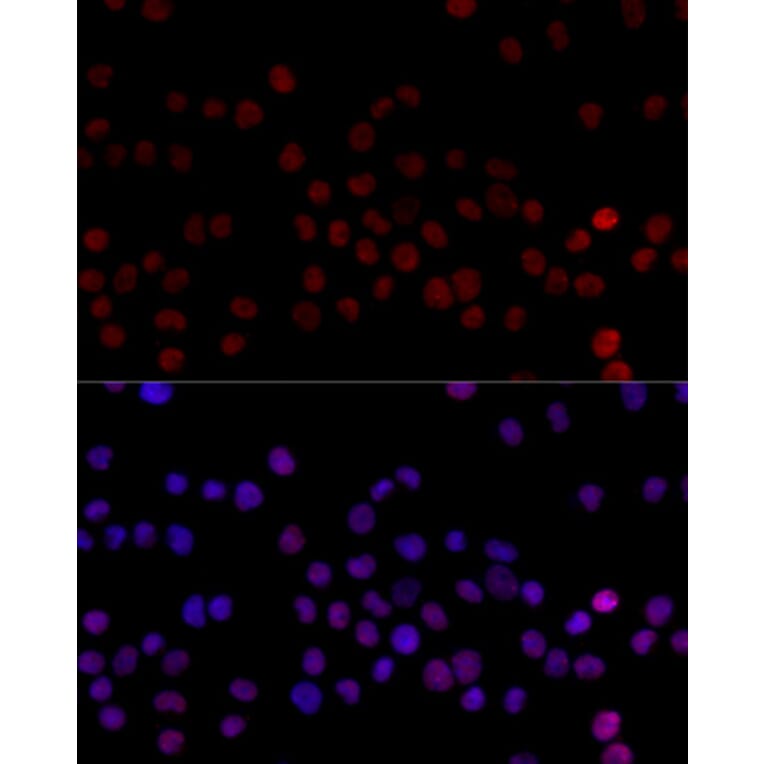 Immunofluorescence - Anti-hnRNP L Antibody (A90797) - Antibodies.com